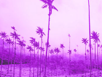 Purple flowers on field against sky at dusk