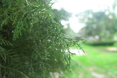 Close-up of raindrops on pine tree