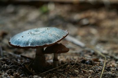 Close-up of mushroom