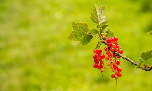 Close-up of red berries on tree