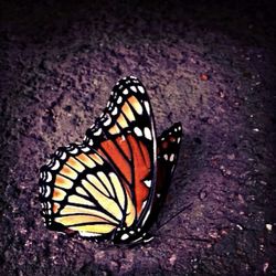 Butterfly on leaf