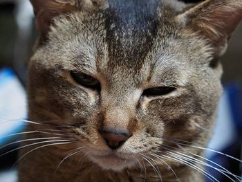 Close-up portrait of a dog