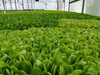 Plants growing in greenhouse