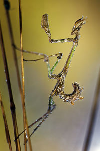 Close-up of insect on twig