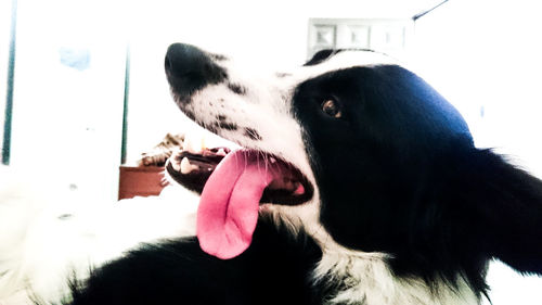 Close-up of dog sticking out tongue
