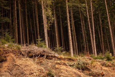 Coniferous forest, tree roots appear from the ground