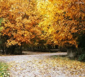 Trees on field during autumn