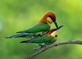 Close-up of birds perching on branch