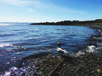 Swans swimming in lake against sky