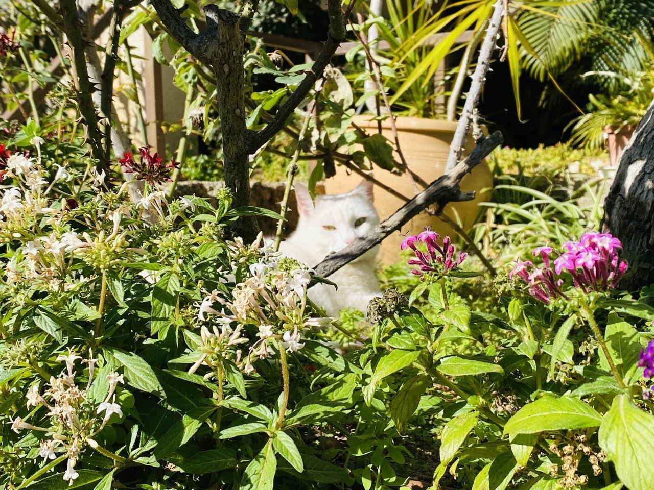 VIEW OF WHITE FLOWERING PLANTS