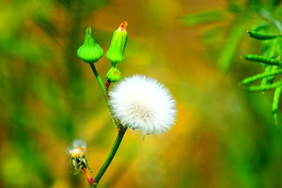 Close-up of dandelion flower