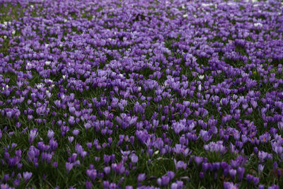 High angle view of purple flowers growing on field