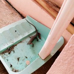 High angle view of lizard on dust pan