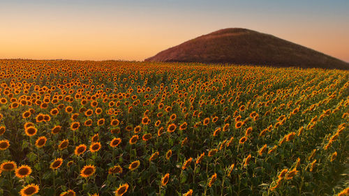 Scenic view of agricultural field