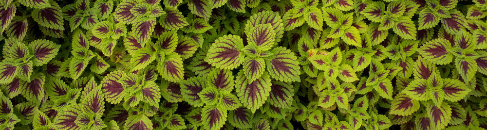 Full frame shot of plants