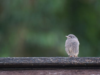 Bird perching on wood