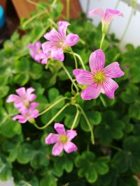 Close-up of pink flowers blooming outdoors