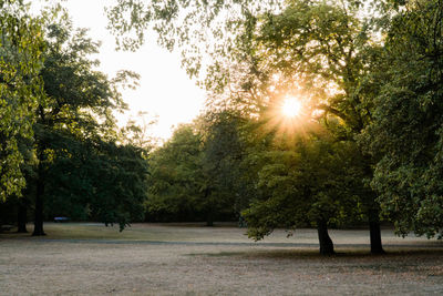 Trees in park against bright sun