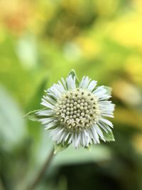 Close-up of white flowering plant