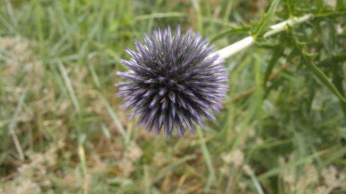 Close-up of thistle blooming on field