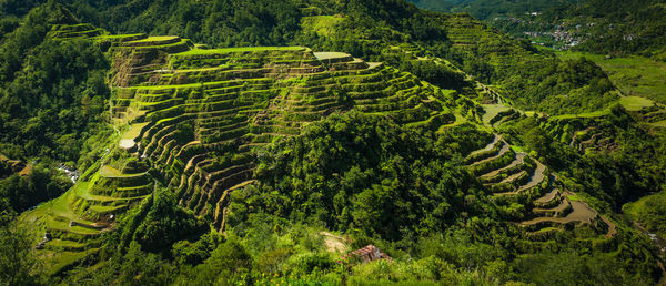 High angle view of  the magnificent rice terraces.