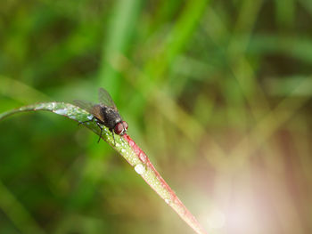 Close-up of insect on blade of grass