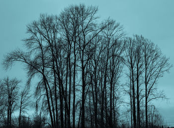 Low angle view of bare trees against clear sky
