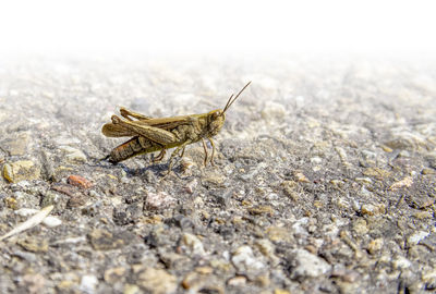 Close-up of insect on rock