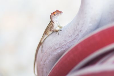 Close-up of lizard