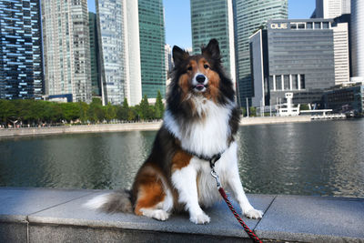 Shetland sheepdog in the city