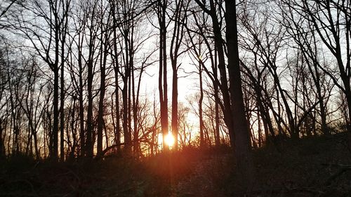 Sun shining through trees