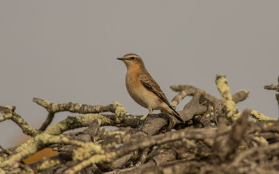 Close-up of bird perching on branch