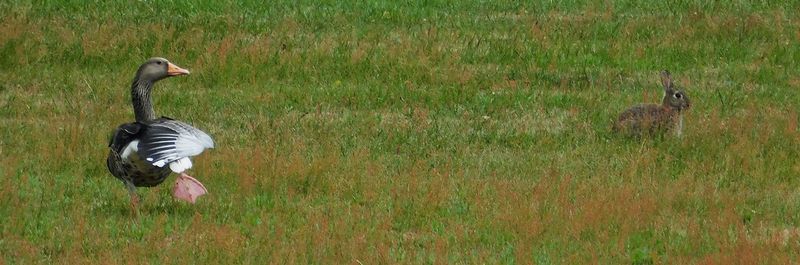 View of a bird on field