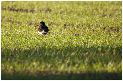 Bird perching on a field