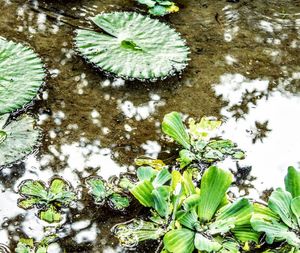 Lotus water lily in lake