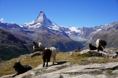 View of a horse on mountain