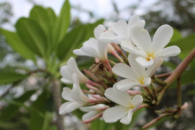 Close-up of white flowering plant