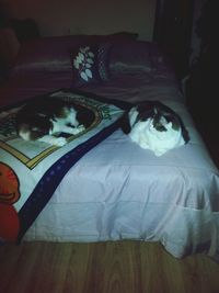 Cat sleeping on bed