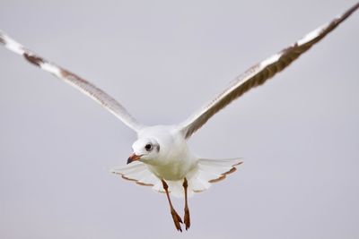 Close-up of a bird flying