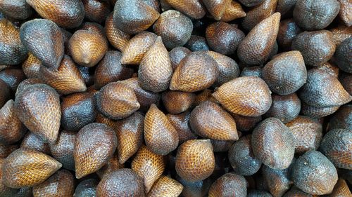 Full frame shot of shells