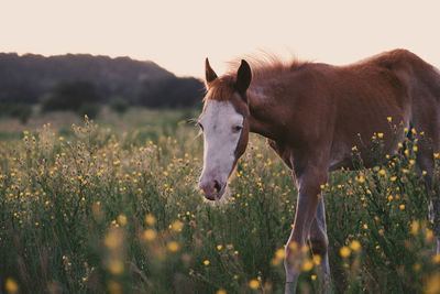 Horses in a field