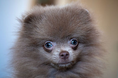 Close-up portrait of cute