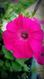 Close-up of pink flower