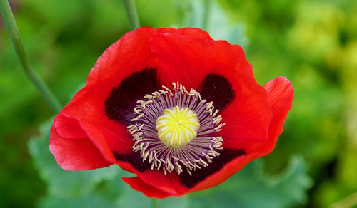 Directly above shot of poppy flower blooming at park