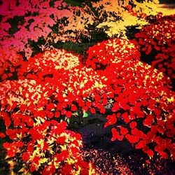 Close-up of red flowers
