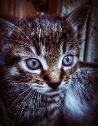 Close-up portrait of cat