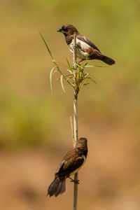 Bird perching on a plant