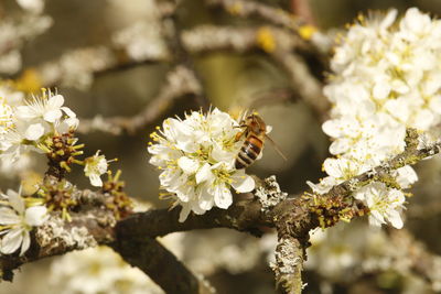 Close-up of insect on flowers