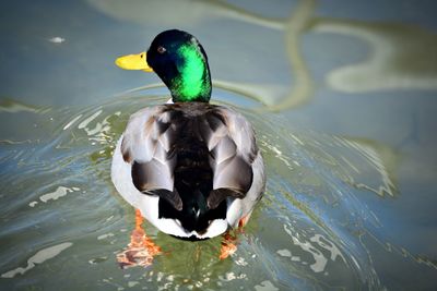 Side view of a duck in lake