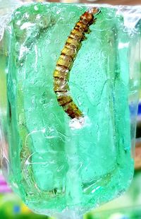 Close-up of ice cream in glass